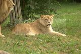 leipzig zoo-01_07_2011_zoo_allgemein_244